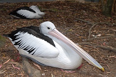 0801 Wildlife Habitat Port Douglas